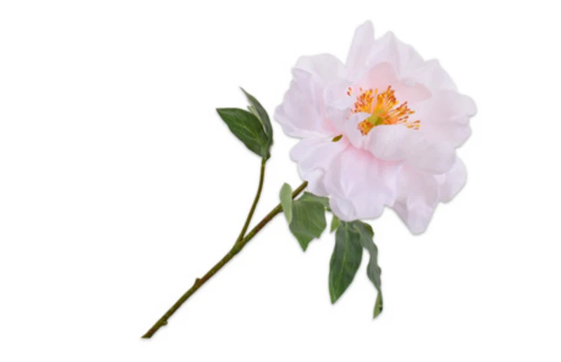 PIVOINE Pédoncule rose pale 56 cm