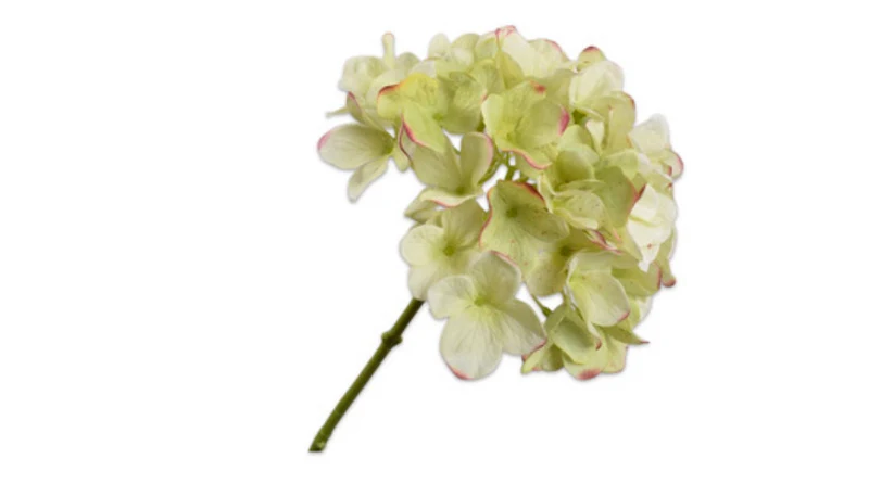 HORTENSIA Pédoncule vert/bordeaux 48 cm